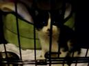 Cat Talks Like A Person