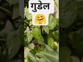 गुडेल का पौधा Gardening Garden Plants Gardeningideas Flowers