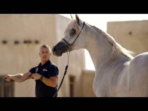 A young Straight Egyptian colt from Qatar: SHAHEEN AL DOHA