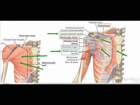 Pectoralis major 3