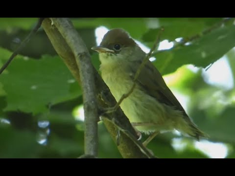 Ptice Hrvatske - Crnokapa grmuša, mlada (Sylvia atricapilla) (Blackcap, juvenile) (2/2)