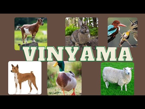 Animals in Nyanja 🇿🇲