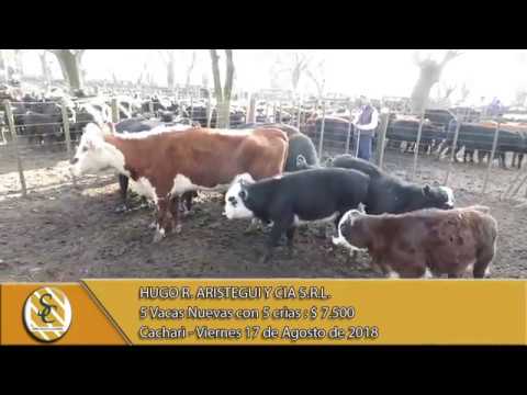 17-08-18 Venta de Vientres - Hugo R. Aristegui y Cia S.R.L. - Cacharì
