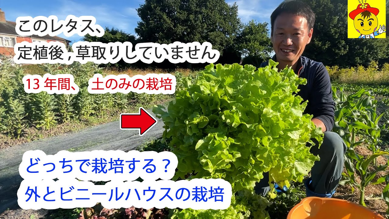 無除草レタスと露地・トンネルの使い分け