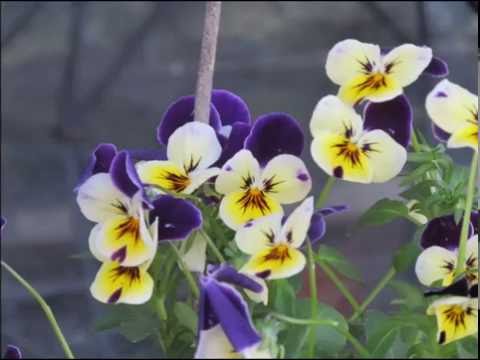 Gaurav Guleria Jaaneman