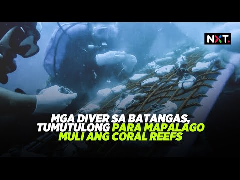 Mga diver sa Batangas, tumutulong para mapalago muli ang coral reefs NXT