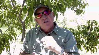 Thinning Peaches Part 2