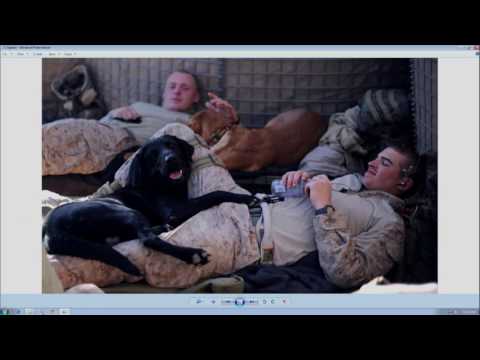 War Dogs: Tales of Canine Heroism, History, and Love