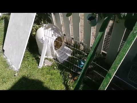 Stall Renovierung auf Müllers Hühnerfarm 🐔Hühnerstall kalken