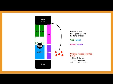 MHC 1 vs. MHC 2, T-Cell Activation, T-Cell Differentiation