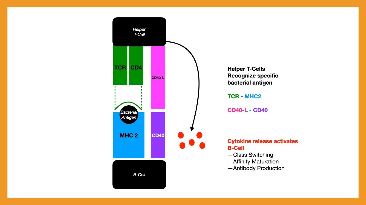 MHC 1 vs. MHC 2, T-Cell Activation, T-Cell Differentiation