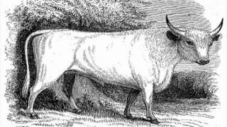 Membranes - Wounded Bull in Victorian England