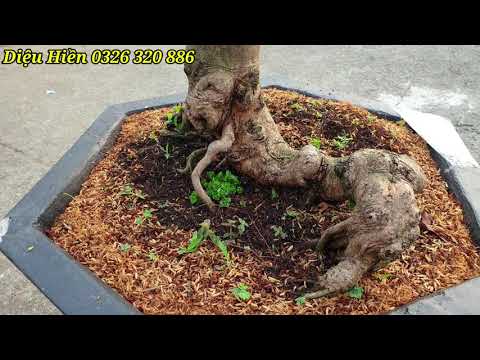 Xem Hoa mai trên chợ ngày 27/12 âm lịch trổ hoa