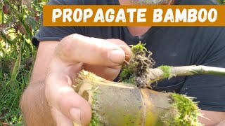 Easy Way To Grow Bamboo By Cuttings!!