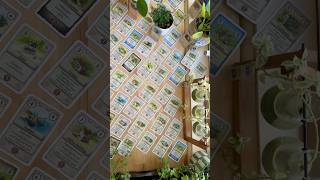 A mini card game for fans of big strategy games! 🌿☺️❤️🌟🏺 #boardgames #tabletopgames #gamenight