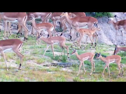 Tense Moments as a Large Herd of Impala with lambs navigate around the crocodile on shore 12/28/25