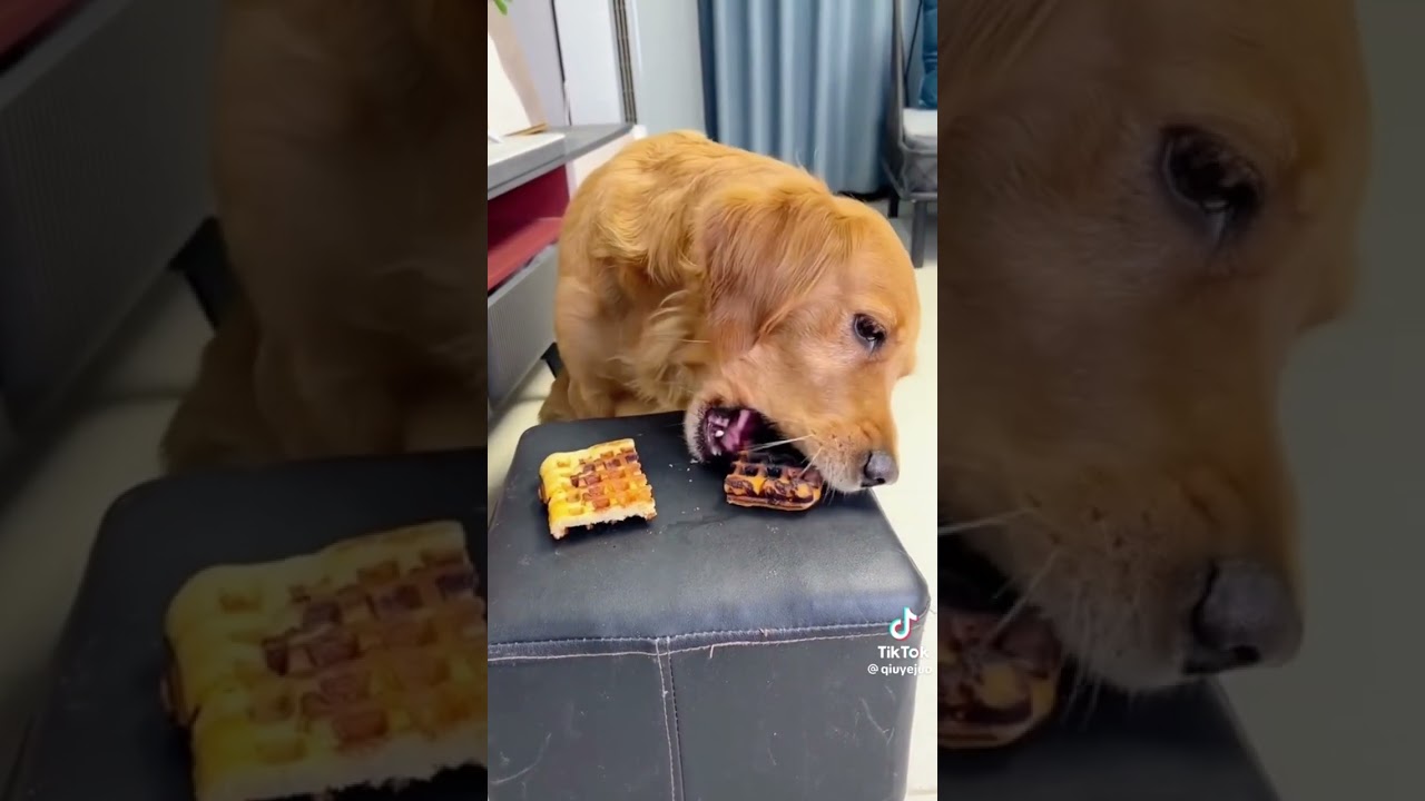 Clever Dog Gives Away Burnt Waffle #cleverdog #funny #fyp #animals #wildlife #cutedog