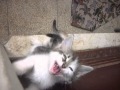Мяуканье котят. 