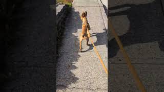 Video preview image #1 American Pit Bull Terrier-Unknown Mix Puppy For Sale in San Jose, CA, USA