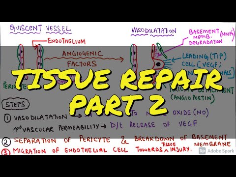GENERAL PATHOLOGY II CHAP 3 II INFLAMMATION REPAIR II PART 1 II ROBBINS 10TH EDITION