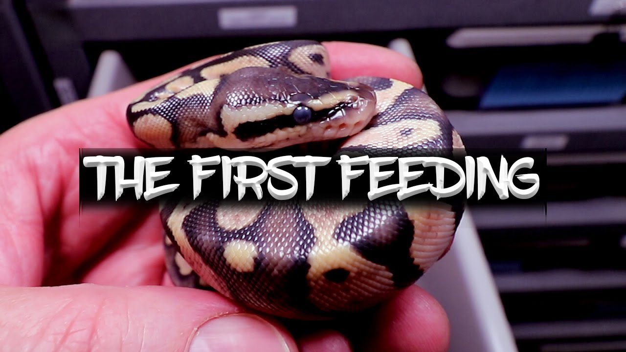 Feeding Ball Python Hatchlings (First Time After Hatching)!