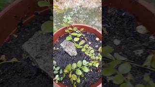 GANHEI UMA PLANTA, GOTA DE OVALHO 🤭🤭 #4k #flores