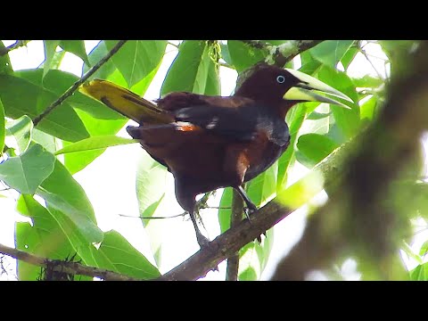 Chestnut-headed Oropendola