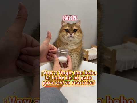 ¡Este gato 