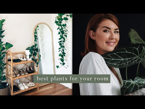 , title : '5 best indoor plants for your room 🌿'