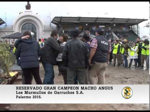 31-07-15 Reservado Gran Campeon Macho Angus - Palermo 2015.