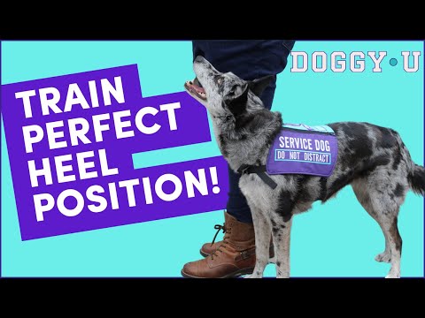 TRAIN THIS FIRST! Loose Leash Walking Foundation: Come to Heel