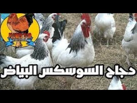 , title : 'تربية الدجاج: دجاج سوسيكس'