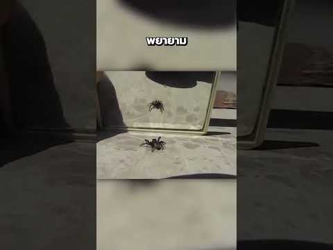 แมงมุมทำให้คนในโลกออนไลน์ยิ้มด้วยเรื่องแค่นี้ #kornzo