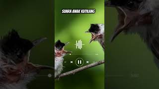 Download lagu Suara Anak Kutilang Memanggil Induknya‼️#kutilang#shorts mp3 Download lagu Suara Anak Kutilang Memanggil Induknya‼️#kutilang#shorts mp3