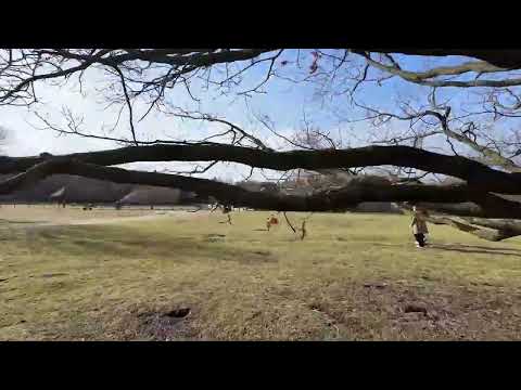 Winter Morning Walk on the Ermelose Heide – Netherlands Nature Trail - Part 2