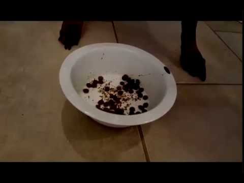 Diesel Devours Nutrish Zero Grain Dog Food