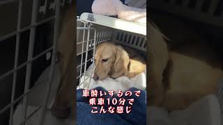 #shorts 今日は避妊手術の日です。何も分からないしずくがなんだか愛おしすぎる問題。お父ちゃんは心配でたまりません。#カニンヘンダックス #犬のいる暮らし #ミニチュアダックス #古民家暮らし