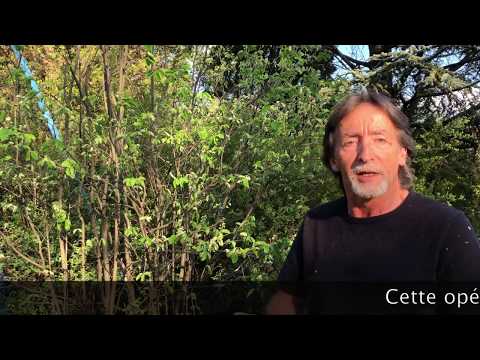 COURS DE TAILLE DE L'AMELANCHIER