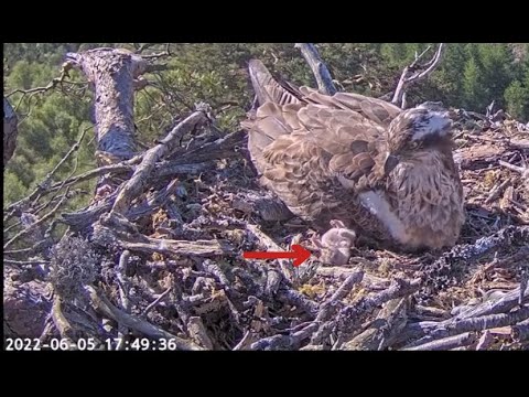 New Loch Arkaig Osprey chick struggles for nearly an hour to right itself 5 Jun 2022 (zoomed)