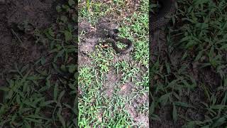 Our dog the snake hunter! #rain #snakes #dog #nature #outdoors