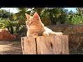 Orange Tabby Cat Chilling And Meowing