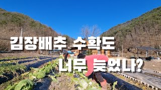 [시골일상 브이로그] 이제야 김장배추 수확. 너무 늦었나?