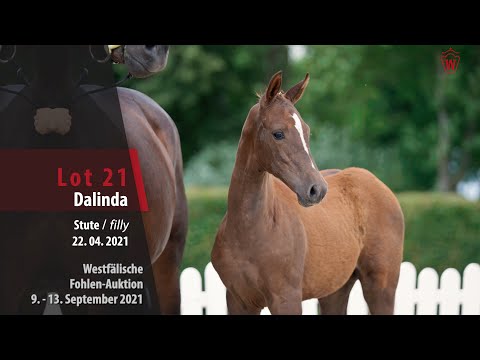 Fohlen-Auktion Lot 21 Dalinda Stute v. Diathago - Nabab de Reve