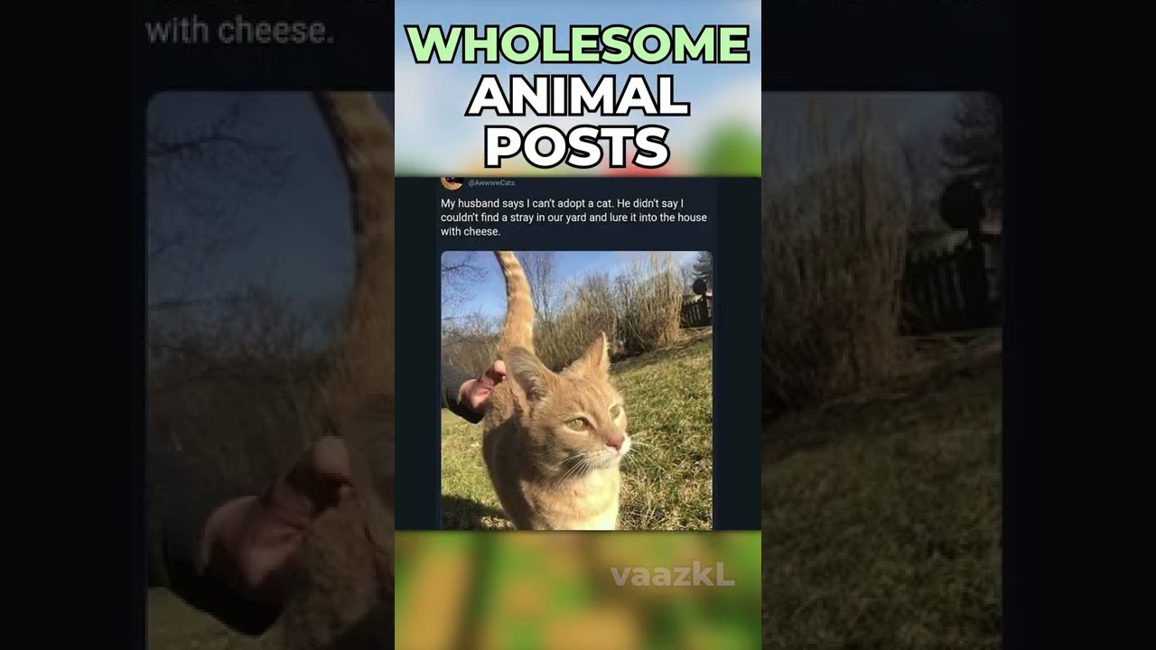 Wholesome Animal Posts