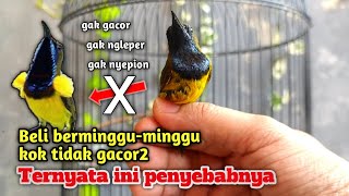 Download lagu Inilah Penyebab Sogon Bahan Anda 'MEMBISU' dan tidak Kunjung Gacor ‼️ mp3