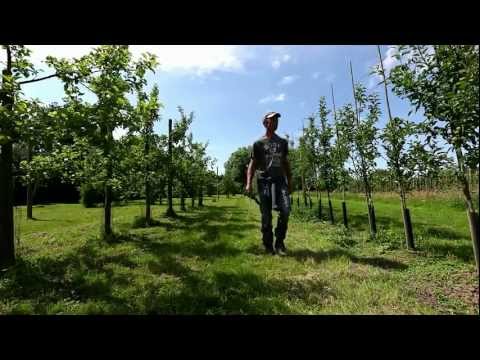 comment traiter les pucerons sur les arbres fruitiers