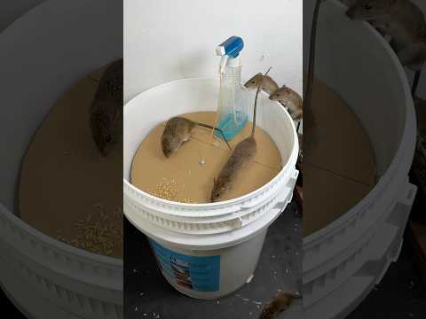 The world's most amazing homemade mouse toys #mousetoys #petmouse