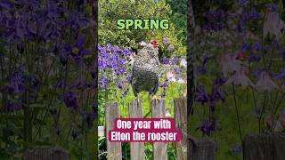 A year with Elton my pet rooster! Elton ist ein Antwerpener Bartzwerg-Hahn für alle Jahreszeiten