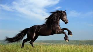 MI CABALLO CARETO MANOLO ESCOBAR