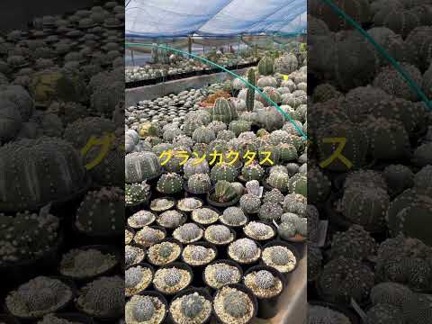 ユーフォルビア 2022 年の庭の多肉植物の良い選択